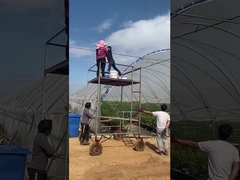 الدفيئة عنبية