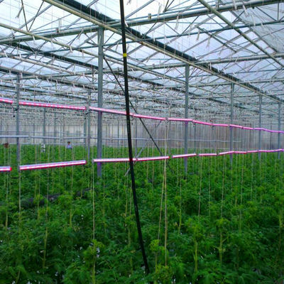 Multi-Span Greenhouse Kits Plastic Film Hydroponics Greenhouse For Sale